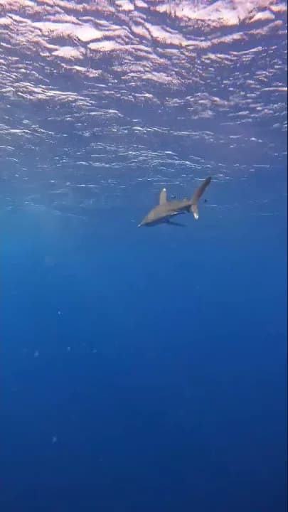 Oceanic whitetip shark cruising just under the surface at Elphinstone Reef - our own footage