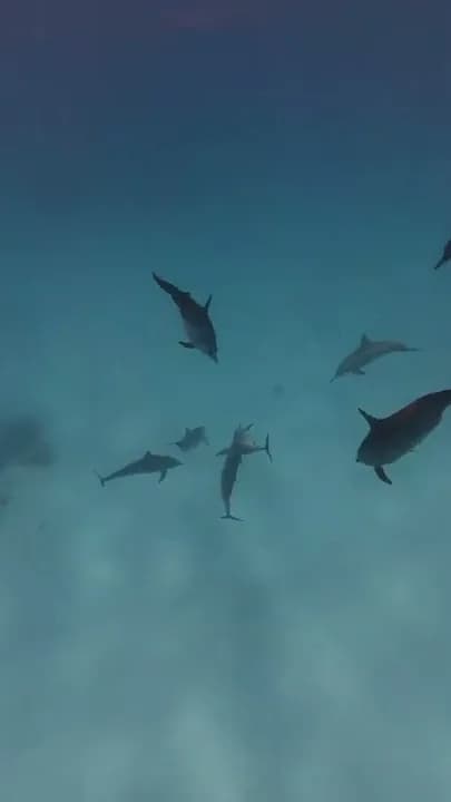 Dauphins à long bec glissant au-dessus du fond sableux du lagon - nos images