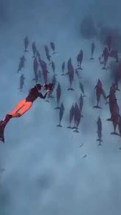 Apneísta junto a un gran grupo de delfines giradores en Sataya - grabación propia