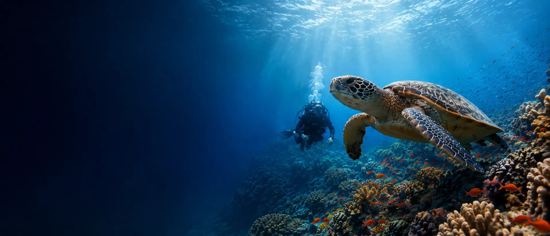 Diver and turtle in Marsa Alam Red Sea