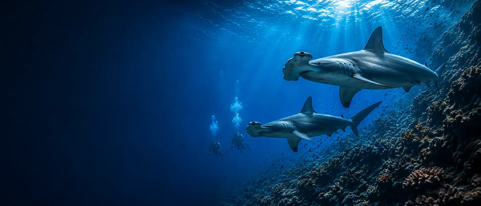 Divers in the Red Sea with reef and blue water