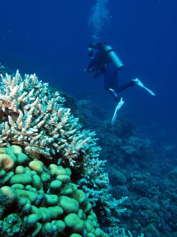 Underwater view of Dangerous Reef (St. John's), Marsa Alam Red Sea