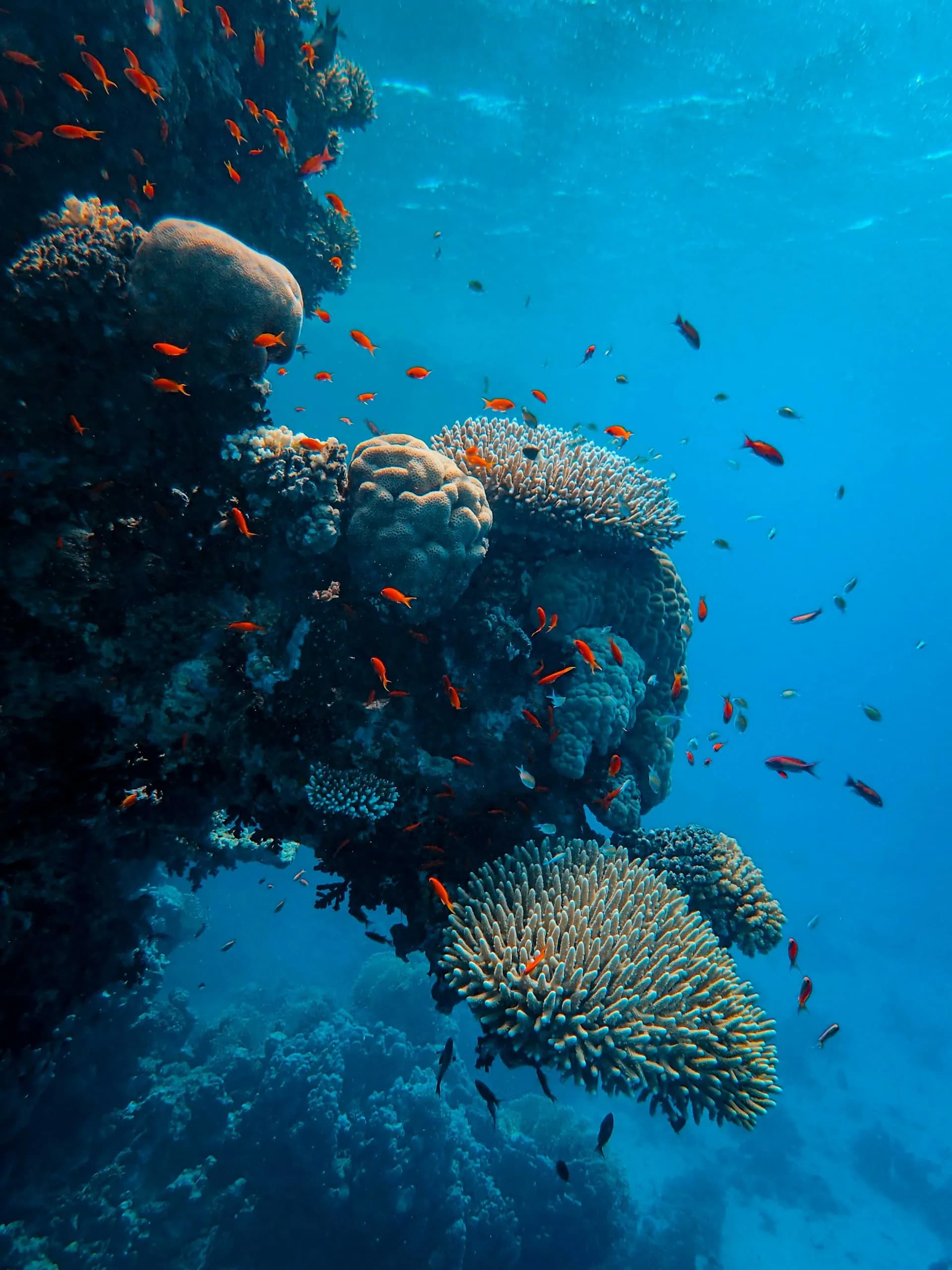 Healthy coral garden on a Marsa Alam shore dive