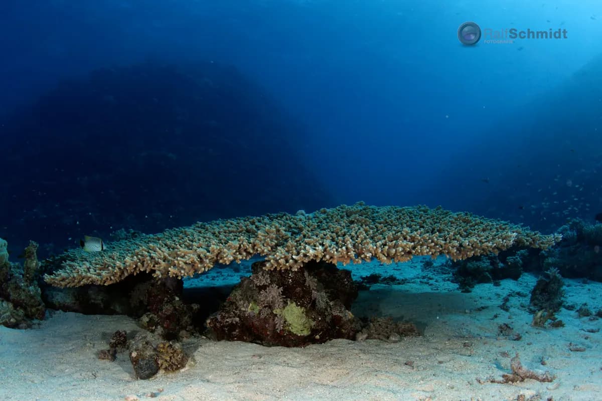 Underwater view of Port Ghalib House Reef, Marsa Alam Red Sea