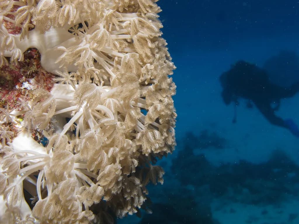 Underwater view of Sha'ab Claudio, Marsa Alam Red Sea
