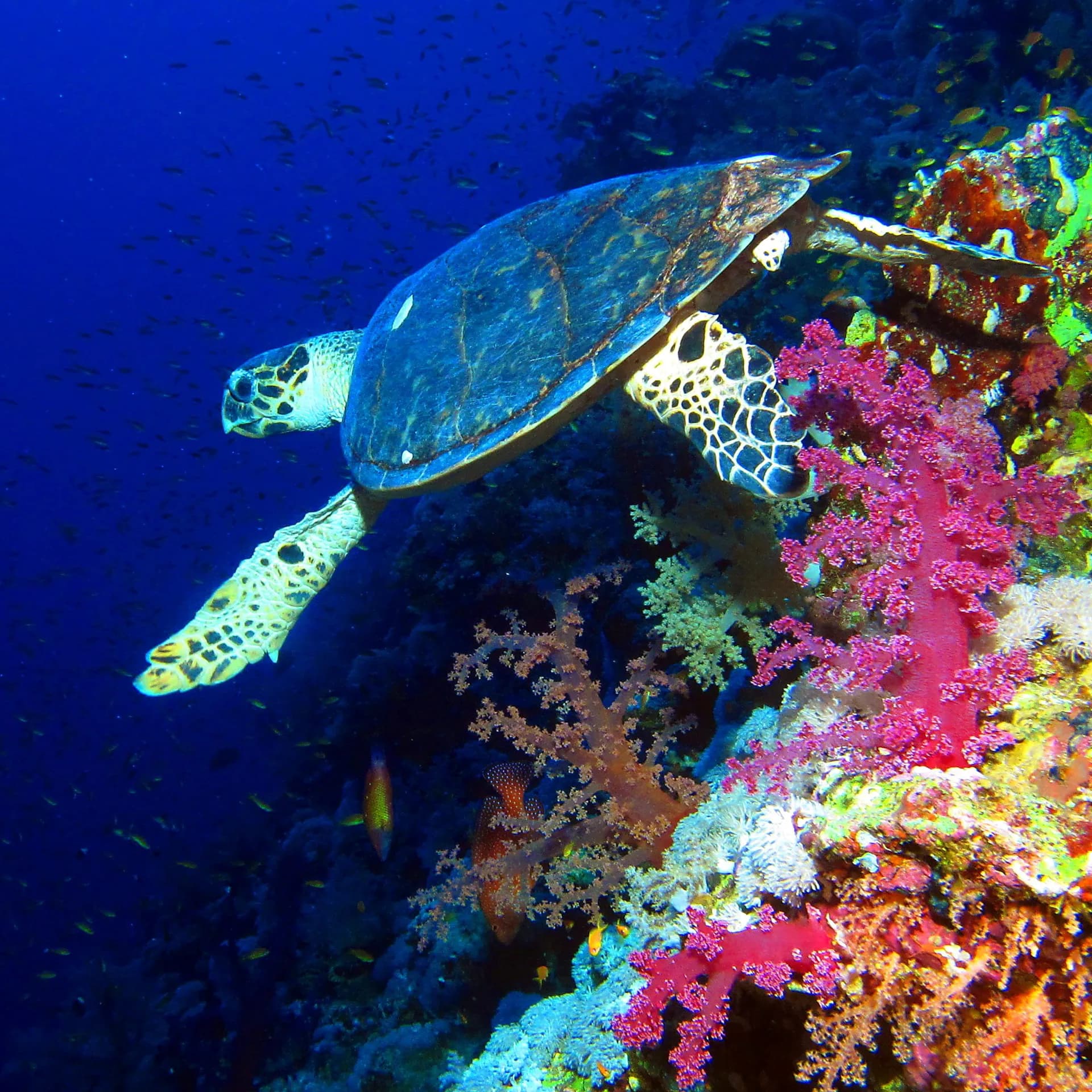 Underwater view of Um Halhala, Marsa Alam Red Sea