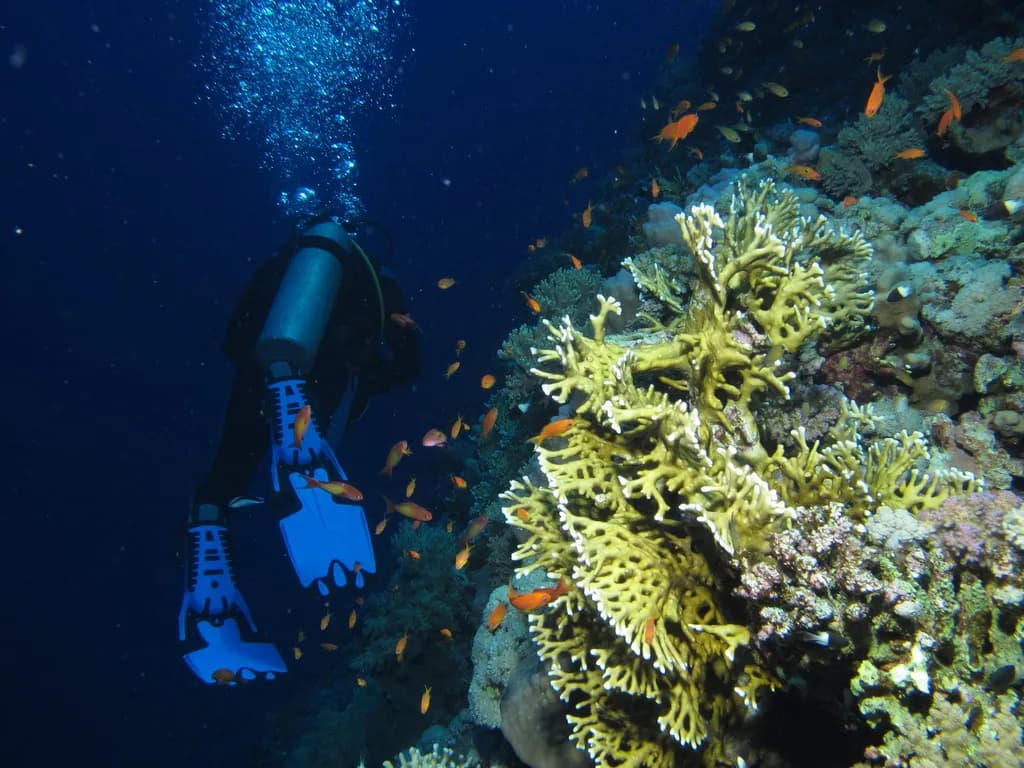 Underwater view of Zerib Kebir, Marsa Alam Red Sea