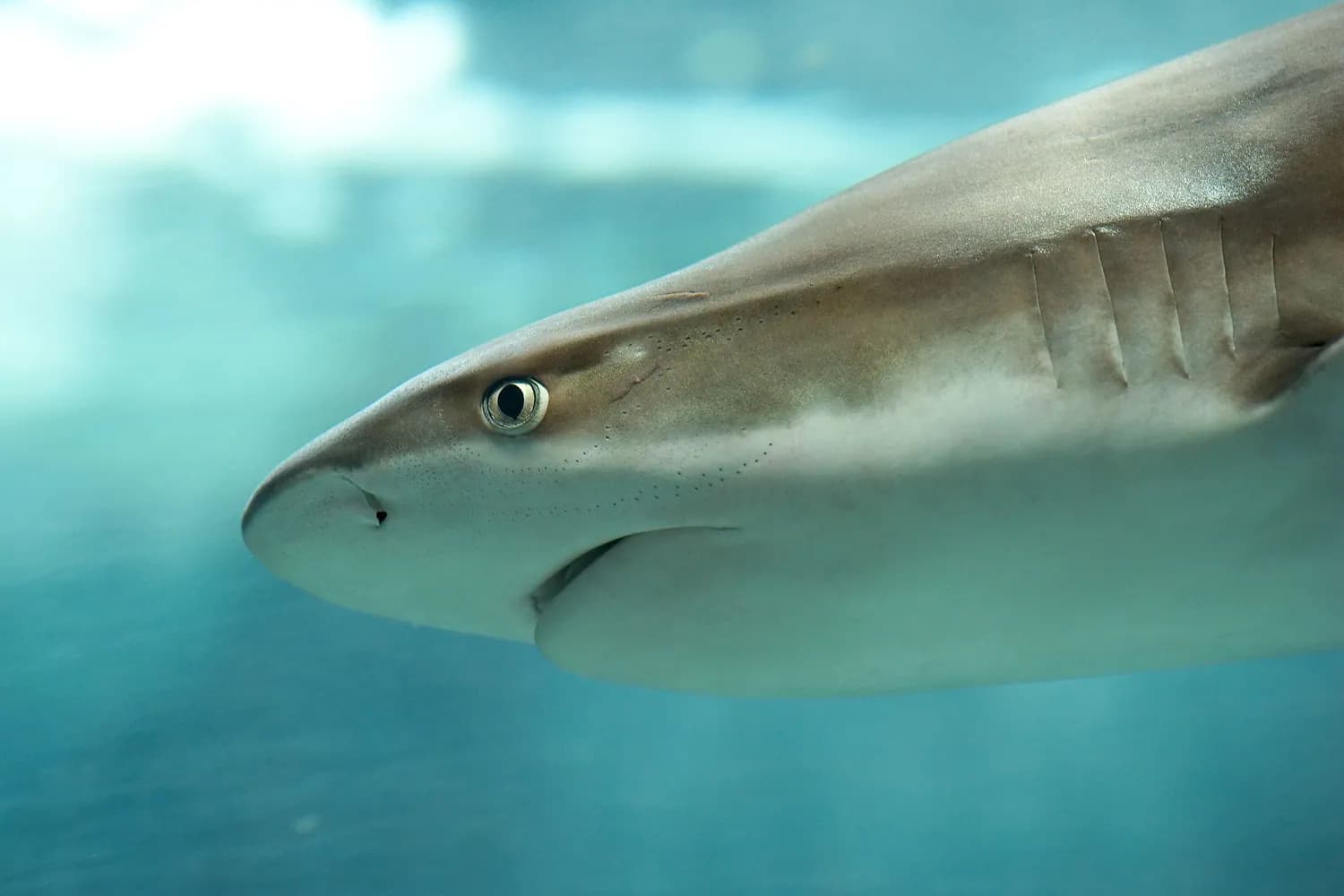 Requin pointe noire de récif (Carcharhinus melanopterus)