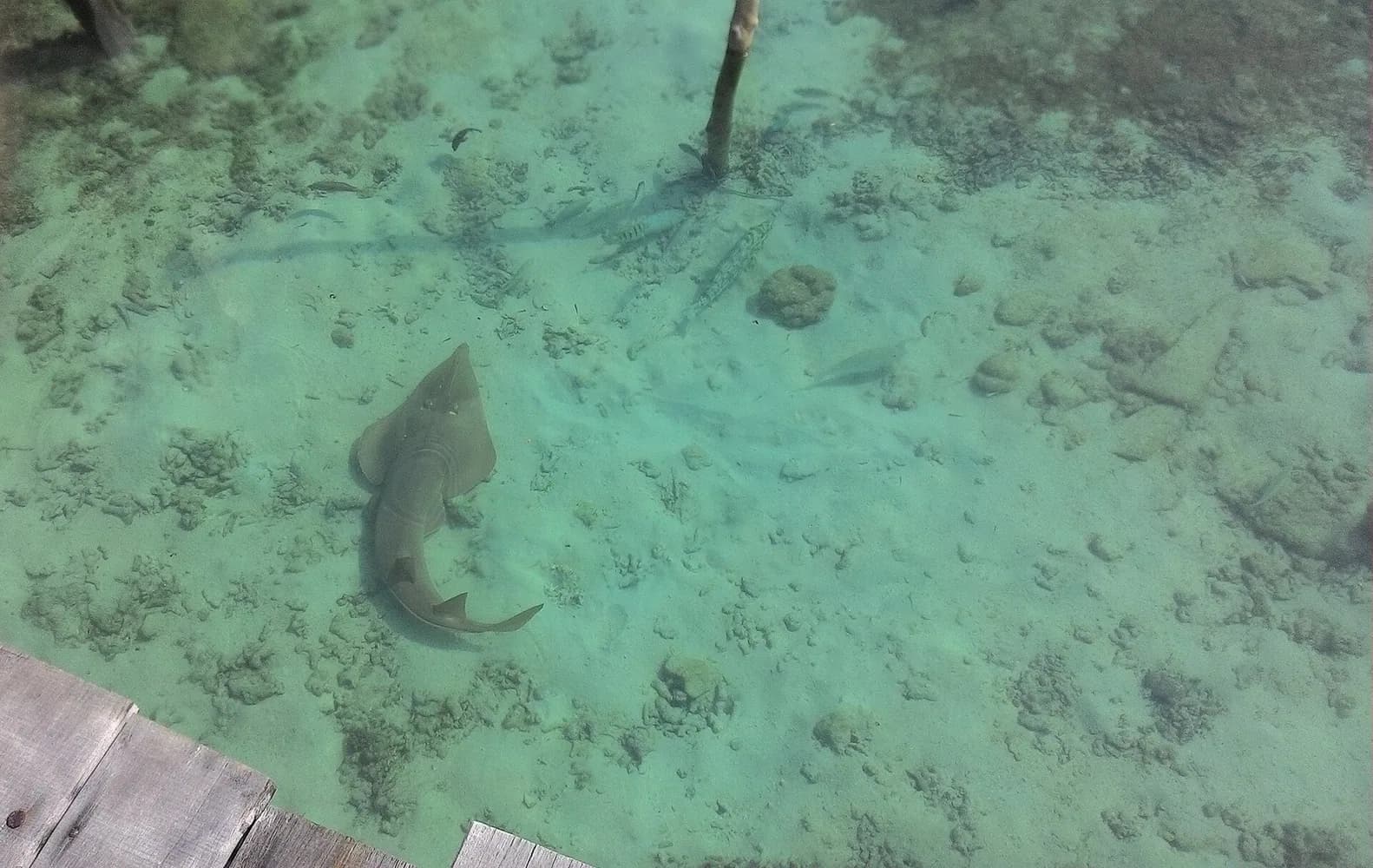 Poisson-guitare géant (Glaucostegus typus)