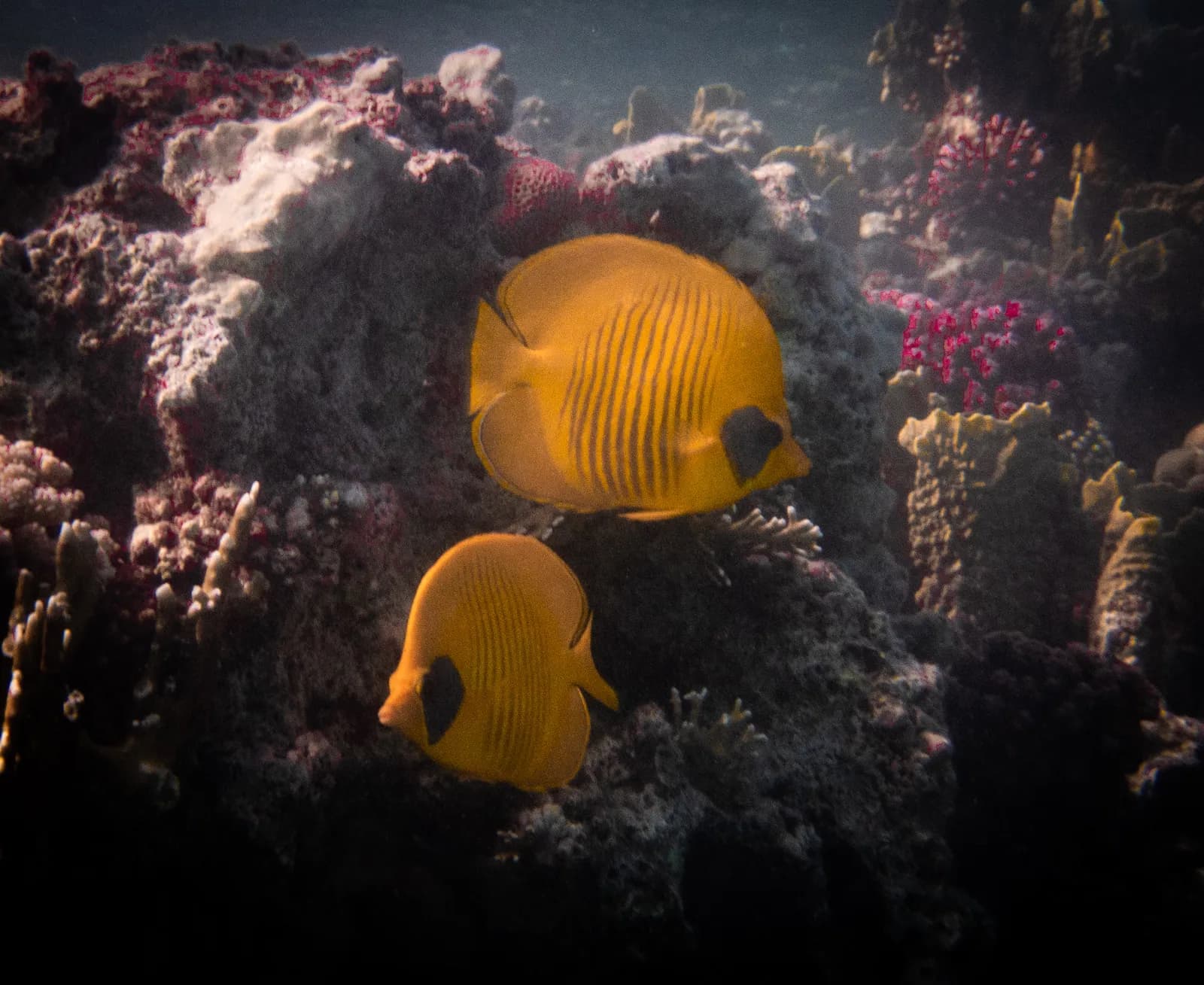 Marine life category: Macro Life