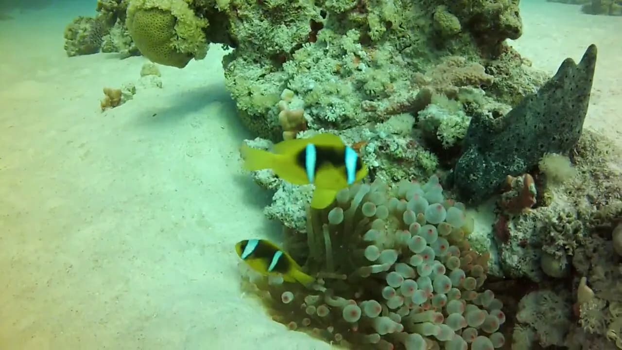 Marine life category: Cephalopods