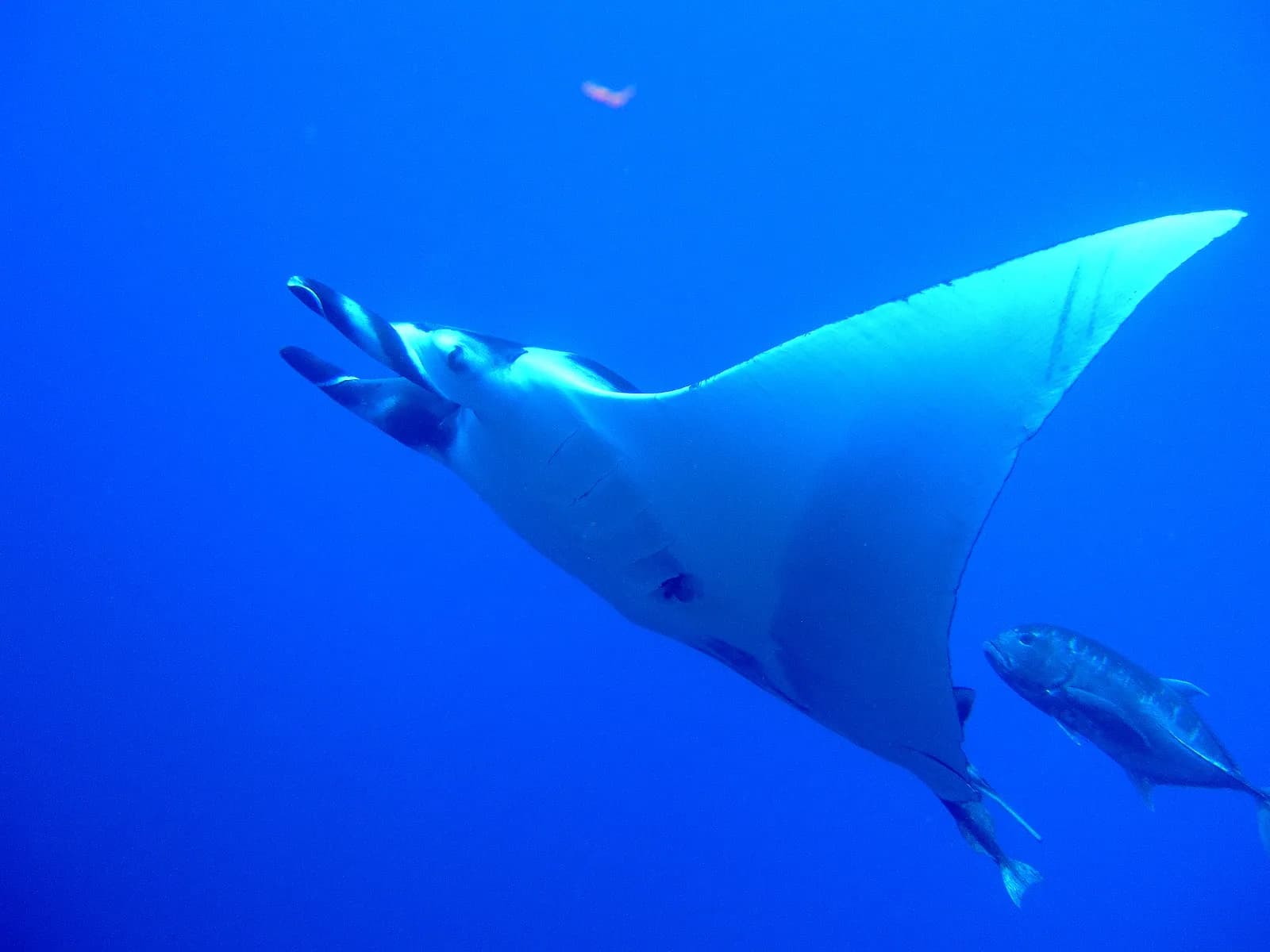 Marine life category: Rays