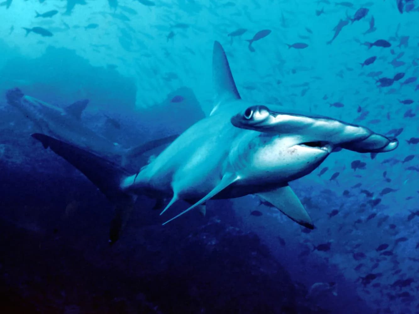 Requin-marteau halicorne (Sphyrna lewini)