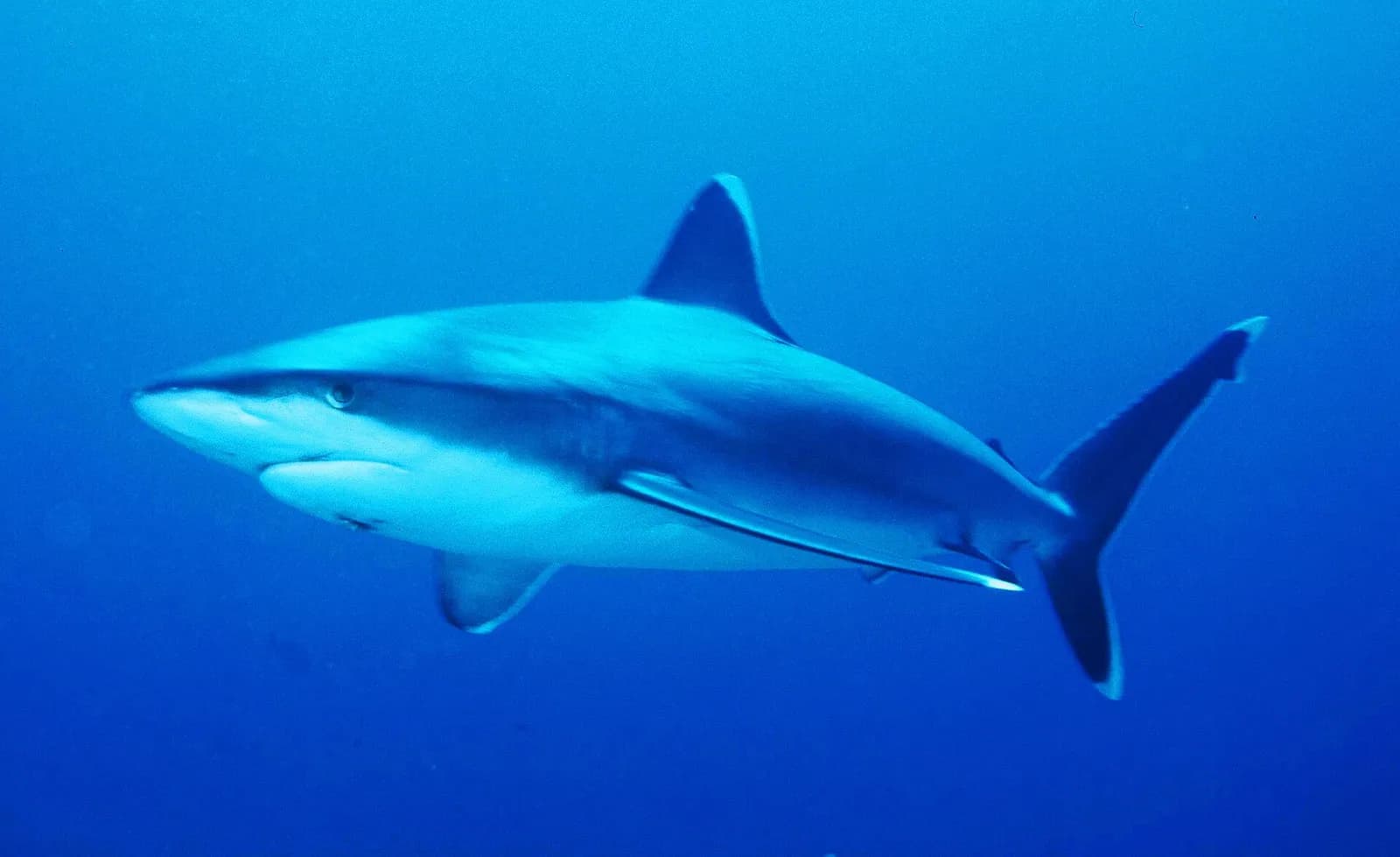 Requin pointe argentée (Carcharhinus albimarginatus)