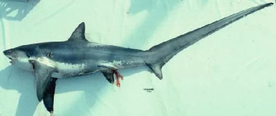 Requin-renard (Alopias vulpinus)