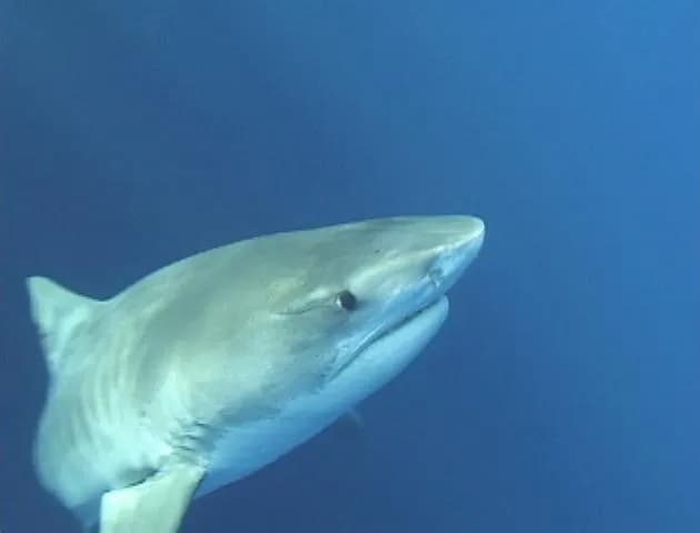 Requin-tigre (Galeocerdo cuvier)